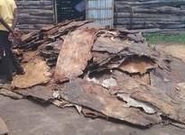 Sun Dried Cow Hides - Image 2