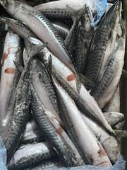 Fresh Frozen Mackerel Fish - Image 2