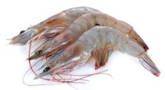 Frozen Vannamei Shrimp Supplier & Exporter India | HOSO, HLSO, PD, PUD | IQF & Block Frozen Seafood - Image 3