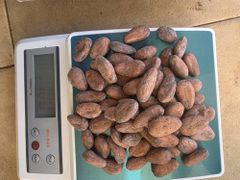 cocoa beans - Image 1