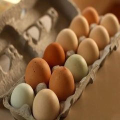 Farm-fresh Hatching Eggs From Customized for Global Agricultural Markets For Sale - Image 3