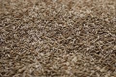 Cumin Seed – product photo 1, product detail gallery