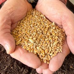 Milling Wheat for Producing Fine Wheat Flour for Bakeries and Commercial Food Manufacturing Businesses - Image 3