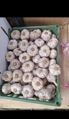 Garlic – product photo 3, product detail gallery