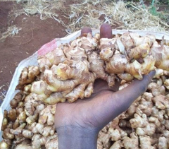 Ginger - Image 1