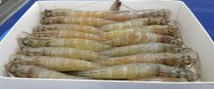 Frozen HOSO  ( Head On Shell On )   Vannamei Shrimp, Raw Frozen Seafood, Premium Quality Shrimp for Wholesale, Bulk Supp – product photo 4, product detail gallery