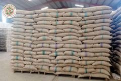 Robusta Coffee Beans screen 18,15 & 12 - Image 1