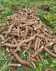 Cassava - Image 1