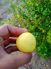 Lemon – product photo 2, product detail gallery