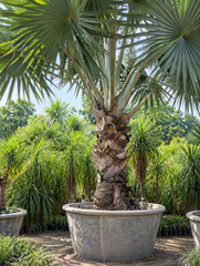Bismarkia palm 🌴 available healthy and lush green plants available huge stock available we export many verity of palm - Image 1