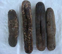 Dried Sea Cucumber available in sizes for sale - Image 1