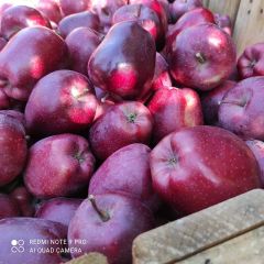 Fresh Apples/Royal Gala/Granny smith/Fresh Fruits! Color Red Type Apple Taste SWEET Style Fresh Grade TOP GRADE Weight (kg) - Image 5