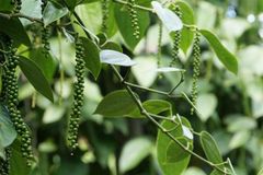 PREMIUM ORIGINAL PURE BLACK PEPPER FROM SRI LANKA – product photo 7, product detail gallery