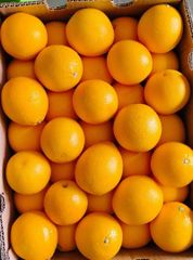 CLASS 1 Export quality Fresh South African Valencia Oranges – Ready for Export! Excellent Packaging - Image 1