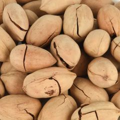 Hot Sales Nutritious High Quality Pecan - Image 5