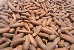 PINE NUT Organic - Image 1