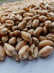 wheat Type wheat Packaging 50kg W Value Min 180 Bug Damage Max 1.5% Broken Grains Max 4.0% Foreign Matter Max 2.0% Moisture Content Max 13% - Ace-x international limited
