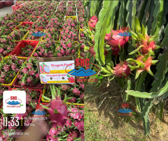Vietnam Fresh Dragon Fruit, Global Exporter, Best Wholesale Price – product photo 3, product detail gallery