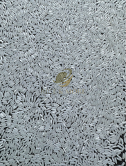 Vietnamese Jasmine Fragrant Rice, High Quality, 5% Broken - Image 3