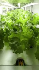 XPS Floating Rafts Foam Board Hydroponic Aquaponic Growing System - Image 6