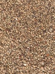 Robusta Grade 1 – product photo 1, product detail gallery
