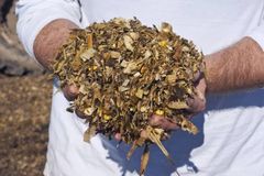 Corn Silage – product photo 1, product detail gallery