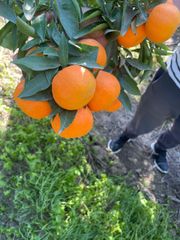 CLEMENTINE varietty BRUNO - Image 2