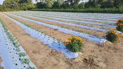 MULCHING FILM - Image 4