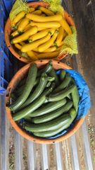 Green Zucchini Color Green Texture Tender Growth Conditions Optimal Shelf Life 15 days, Extended Packaging Carton Box, Hygienically Packed - Image 2
