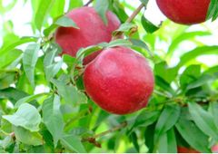 BALTULAR NECTARINE - Image 3
