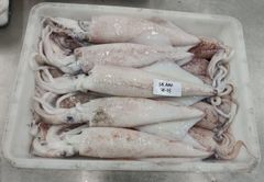 Squid Loligo (Block) - Image 3