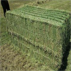 High Quality Alfalfa Hay Pure Sun Dried Hay Bulk & Wholesale Options Cheap Prices - Image 4