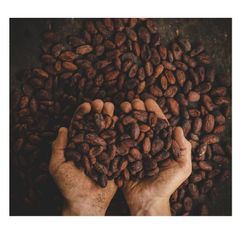 Quality Dried Cacao Beans / Cocoa- Beans Grade A Type Cocoa bean Max. Moisture (%) - Image 2