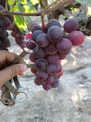 Grapes red globe peru - Image 1