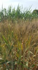Einkorn Wheat Seed – product photo 3, product detail gallery
