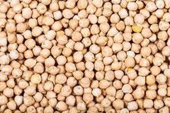 Export quality Farm fresh  lentils   chick peas - Image 1