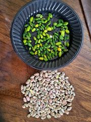 Raw Iranian Pistachio - Image 1