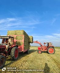 Rhodes Grass Hay A+ Premium Quality | Pakistan Export | Livestock Feed Bulk Supplier - Image 1