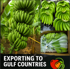 Fresh Cavendish Banana - Image 1
