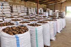 Premium Bitter Kola (Garcinia Kola) – Large Dried Nuts, Cameroon Origin | Bulk Wholesale - Image 2