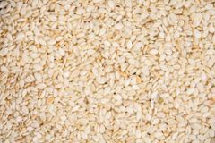 Sesame Seed Taste Exceptional Oil Content Superior Quality Standard - Image 1