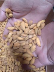 Pine Nuts - Image 1