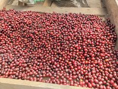 El Salvador Geisha Collection – Microlots 2024/2025 Variety GEISHA Quality 85.00 – 88.25 SCA Place of Origin EL SALVADOR - GRUPO MEZA CONSULTORIA GESTIÓN Y SERVICIOS, S.L.L.