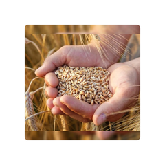 Wheat Grains For Sale Bulk Supplier Selling Premium Quality 100% Organic Wheat / Wheat Grain at Low Market Price - Image 3