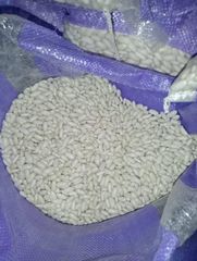 white bean - Image 4