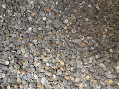 griffonia seeds: used for their 5-HTP content in nutraceutical / pharmaceutical industry - Image 2