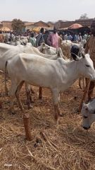 Cow dung Origin Nigeria Minimum Order Quantity 500 - Image 1