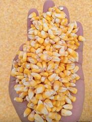Maize, Yellow Maize, Feed Grade Corn, NON GMO yellow maize / corn - Image 1