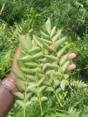 Fresh Curry Leaves - Image 3