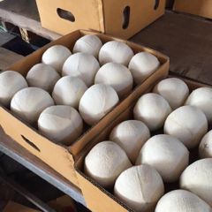Big Sale - Vietnam Fresh Coconut-/Dried semi-coconut/ Desiccated Coconut fruit export USA,UK, EU market – product photo 6, product detail gallery